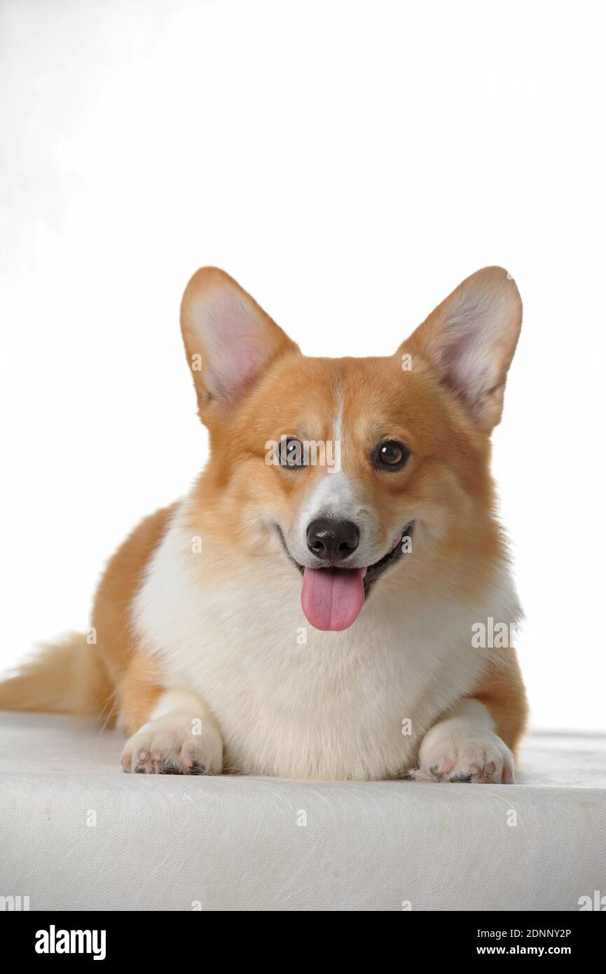 Pembroke welsh corgi Stock Photo - Alamy