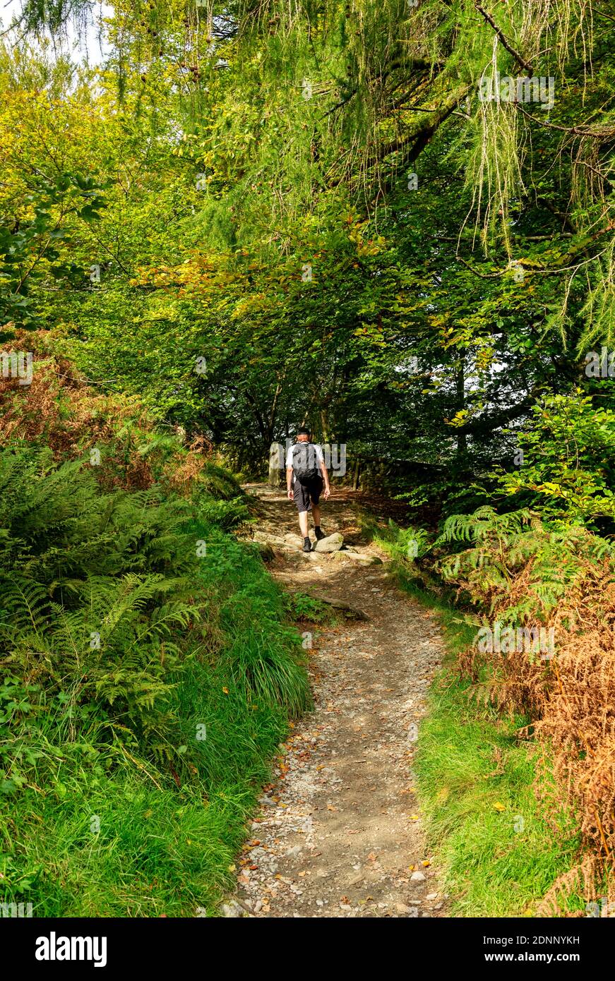 Walker man person walking along footpath path at Loughrigg Fell in summer Lake District National Park Cumbria England UK United Kingdom Great Britain Stock Photo