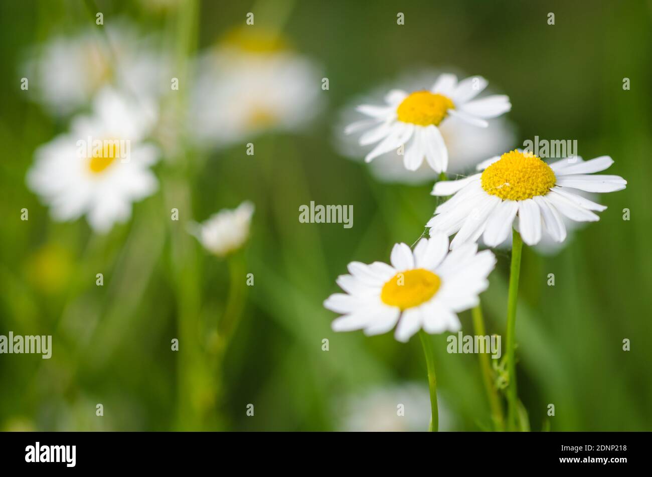 Matricaria chamomilla, flowers known as wild chamomile or mayweed, against green grass background, Germany, Western Europe Stock Photo