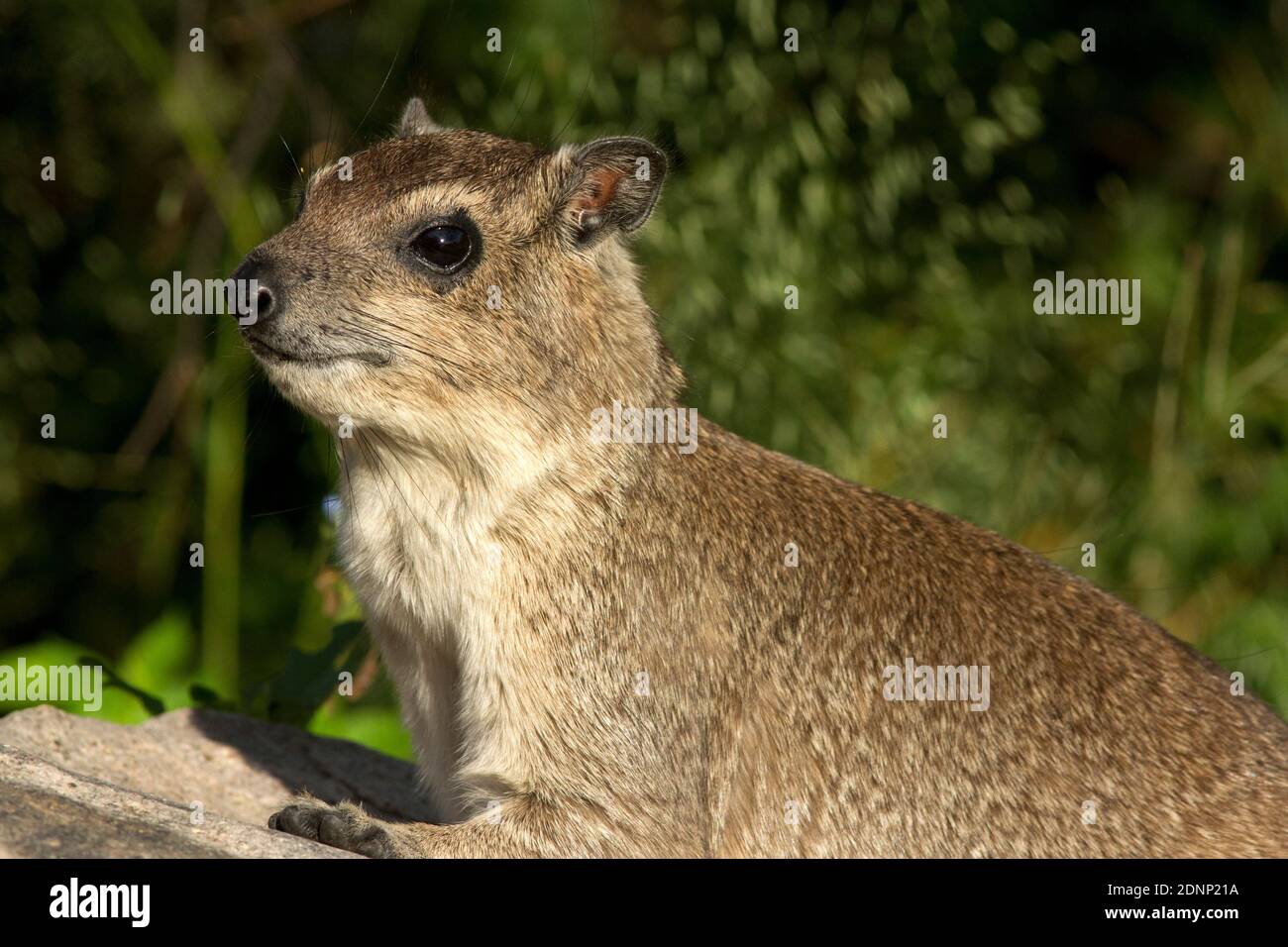 The Bush Hyrax is slightly smaller and has a narrower head than it's close cousin the Rock Hyrax. They often associate together in rocky habitat Stock Photo
