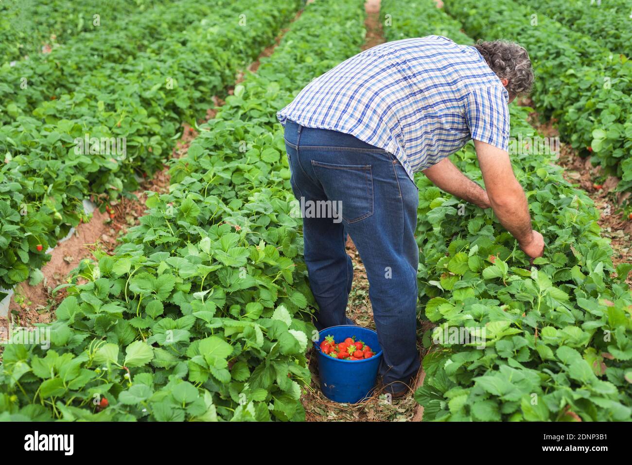 Strawberry farm picking men hi-res stock photography and images - Alamy