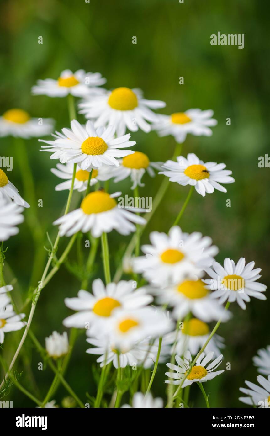 Matricaria chamomilla, flowers known as wild chamomile or mayweed, against green grass background, Germany, Western Europe Stock Photo