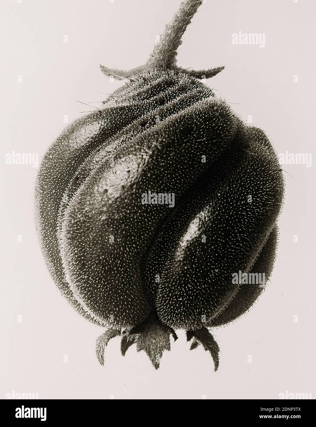 Karl Blossfeldt, Blumenbachia Hieronymi - Closed seed capsule magnified 18 times, silver gelatin paper, black and white positive process, image size: height: 25.9 cm; width: 20.9 cm, stamp: verso on cardboard: Galerie Wilde Köln, inscribed: in black: Karl Blossfeldt, 12-4/50-75, nature photography, plants and herbs, botany Stock Photo