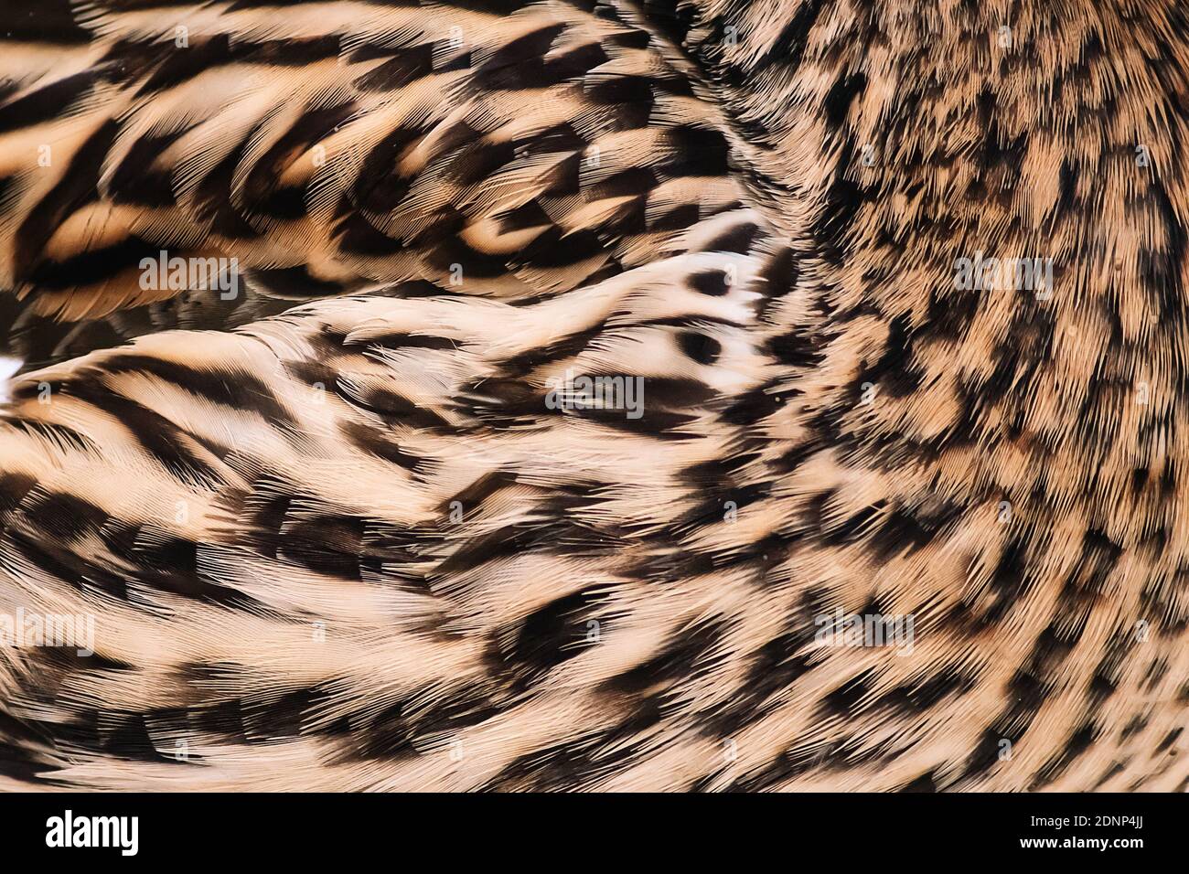 Bird feathers close up. Wild duck wing. Texture for design. Stock Photo
