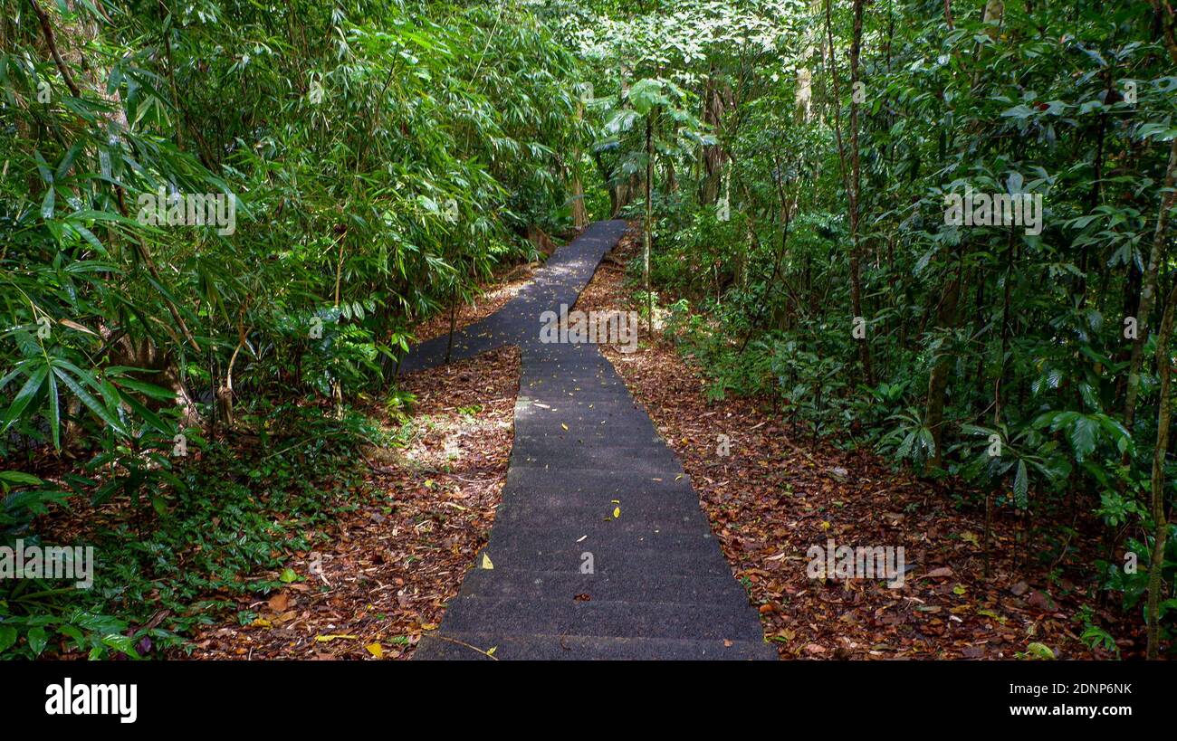 Dirt Road Along Trees In Forest Stock Photo - Alamy