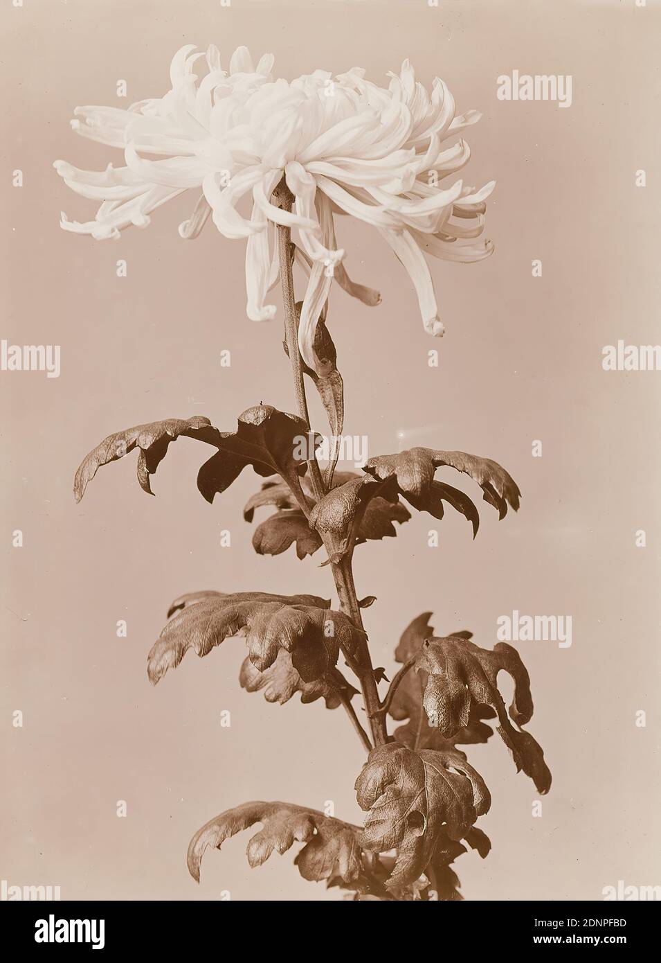 Wilhelm Weimar, Chrysanthemum, collodion paper, black and white positive process, Total: Height: 22,50 cm; Width: 16,80 cm, in lead: Weimar, Wilh, inventory stamp of the, nature photography, flowers Stock Photo