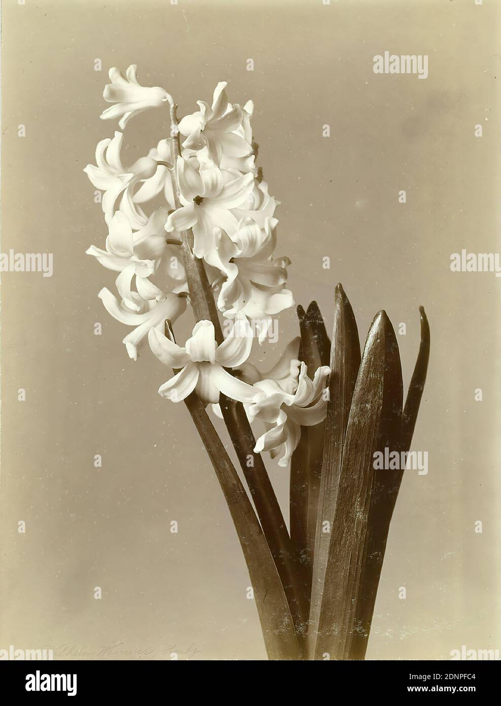 Wilhelm Weimar, hyacinth, collodion paper, black and white positive process, image size: height: 22,3 cm; width: 16,8 cm, verso: Wilhelm Weimar, inventory stamp of the, photography, flowers Stock Photo