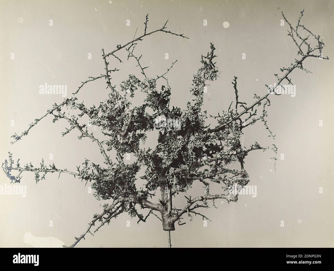 Wilhelm Weimar, Schleedorn, silver gelatin paper, black and white positive process, image size: height: 36,00 cm; width: 48,70 cm, unsigned, nature photography, trees, shrubs Stock Photo