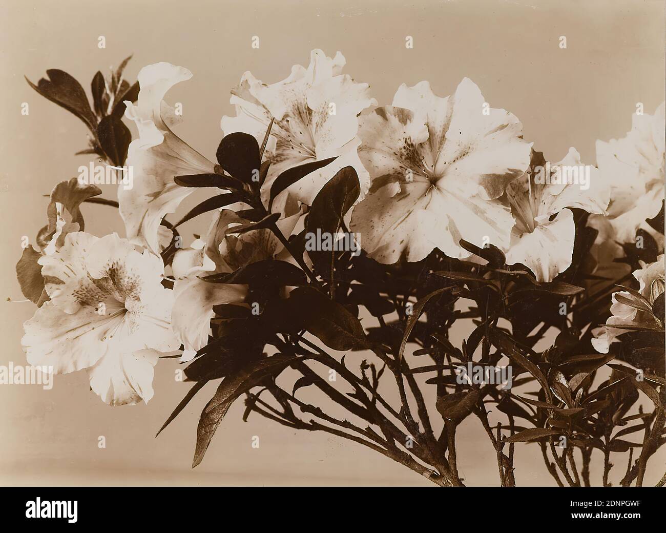 Wilhelm Weimar, Azalea, collodion paper, black and white positive process, image size: height: 22,90 cm; width: 16,80 cm, with pencil: Weimar, Wilh, photography, flowers Stock Photo