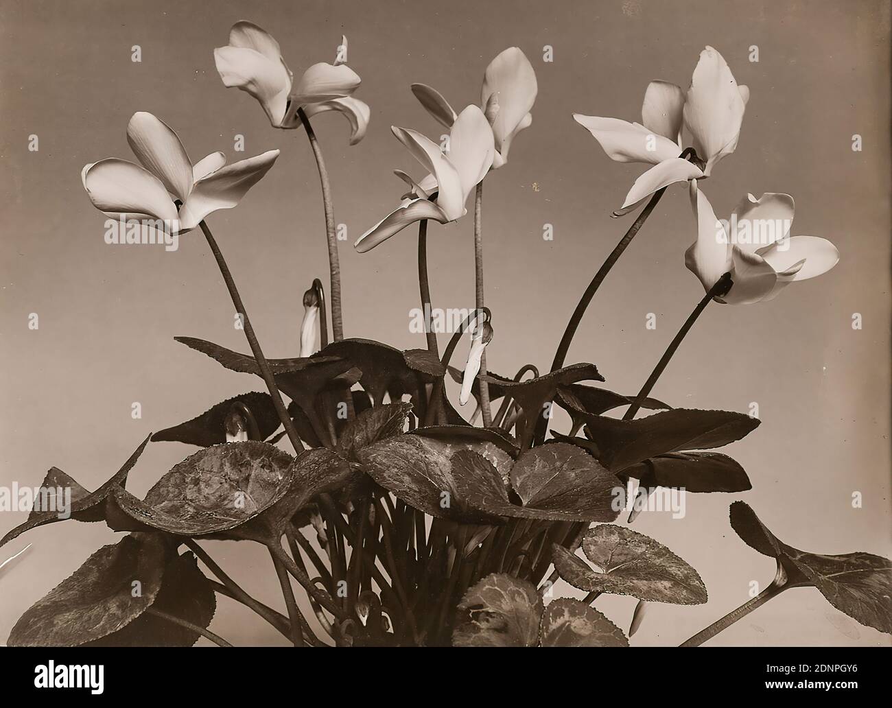 Wilhelm Weimar, cyclamen, silver gelatin paper, black and white positive process, Total: Height: 17,20 cm; Width: 23,40 cm, in lead: III03, photography, flowers Stock Photo