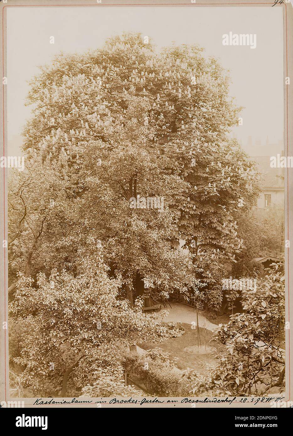 Wilhelm Weimar, chestnut tree in Brockes-Garten at the Besenbinderhof, collodion paper, black and white positive process, image size: height: 17,10 cm; width: 12,10 cm, monogrammed, dated and titled: recto below: with ink: chestnut tree in Brockes-Garten at the Besenbinderhof 18.5.98.W.W, with pencil: Weimar, Wilhelm, landscape photography, nature photography, plants, vegetation, garden, trees, shrubs, St. Georg Stock Photo