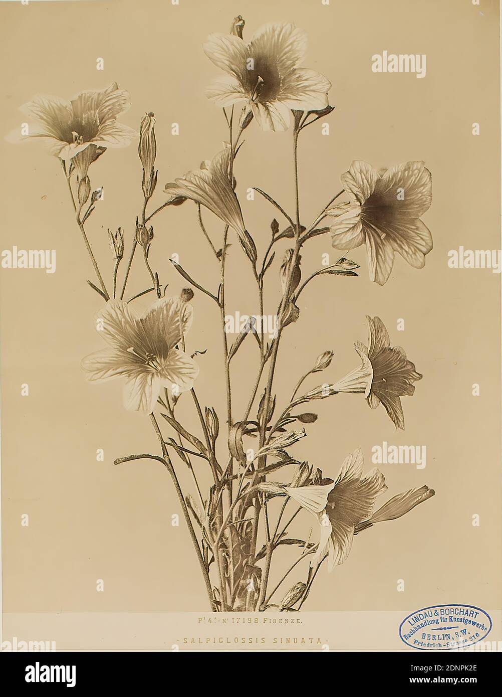 FIRENZE - SALPIGLOSSIS SINUATA -, albumin paper, black and white positive process, image size: height: 25,10 cm; width: 19,20 cm, titled: recto and center: copied in block letters: P. 4. FIRENZE - SALPIGLOSSIS SINUATA -, stamp: recto and right: in blue: Lindau & Borchart - Buchhandlung für Kunstgewerbe, Berlin S.W, Friedrich-Strasse 216, stamp: verso and center: photography, nature photography, flowers Stock Photo