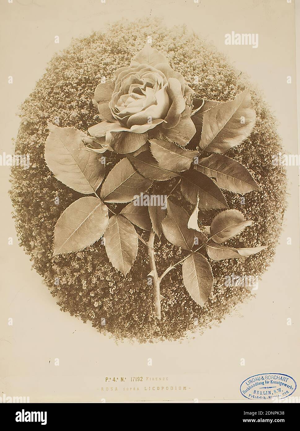 Firenze - Rosa sopra licopodium, albumin paper, black and white positive process, image size: height: 25.00 cm; width: 19.30 cm, titled: recto u. Middle: copied in block letters: FIRENZE - ROSA SOPRA LICOPODIUM, stamp: recto and right: in blue: Lindau & Borchart - Buchhandlung für Kunstgewerbe, Berlin S.W, Friedrich-Strasse 216, stamp: verso and center: photography, nature photography, rose, plants, vegetation Stock Photo