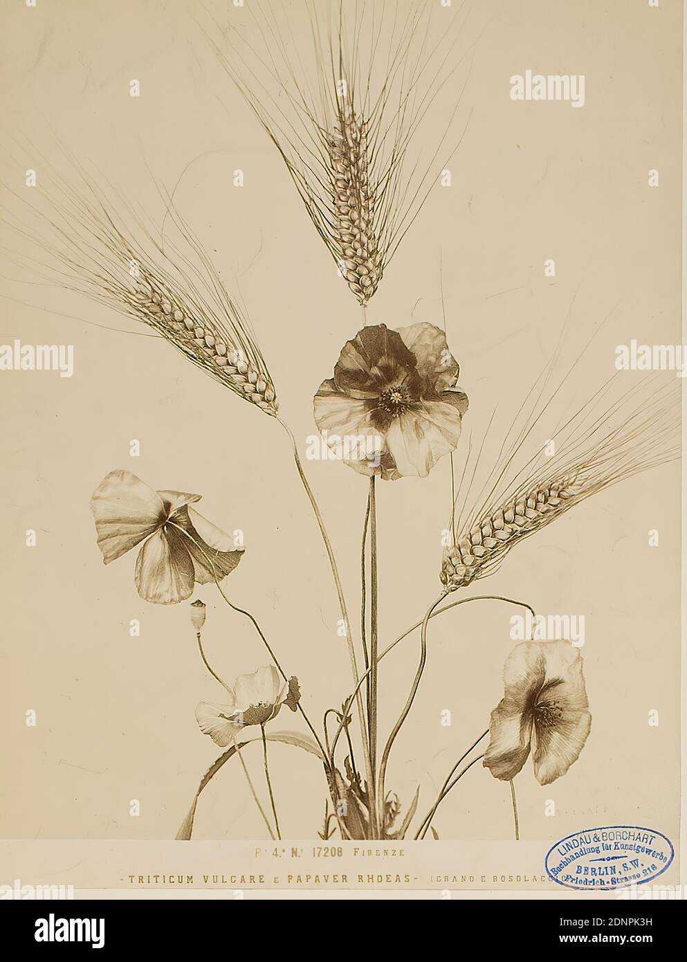 Firenze - Triticum vulgare e Papaver rhoes - (grano e rosolaccio), albumin paper, black and white positive process, image size: height: 25.10 cm; width: 19.30 cm, titled: recto u. center: copied in block letters: FIRENZE - TRITICUM VULGARE E PAPAVER RHOES - (GRANO E ROSOLACCIO), stamp: recto and right: in blue: Lindau & Borchart - Buchhandlung für Kunstgewerbe, Berlin S.W, Friedrich-Strasse 216, stamp: verso and center: photography, nature photography, poppy flower, grain, corn Stock Photo