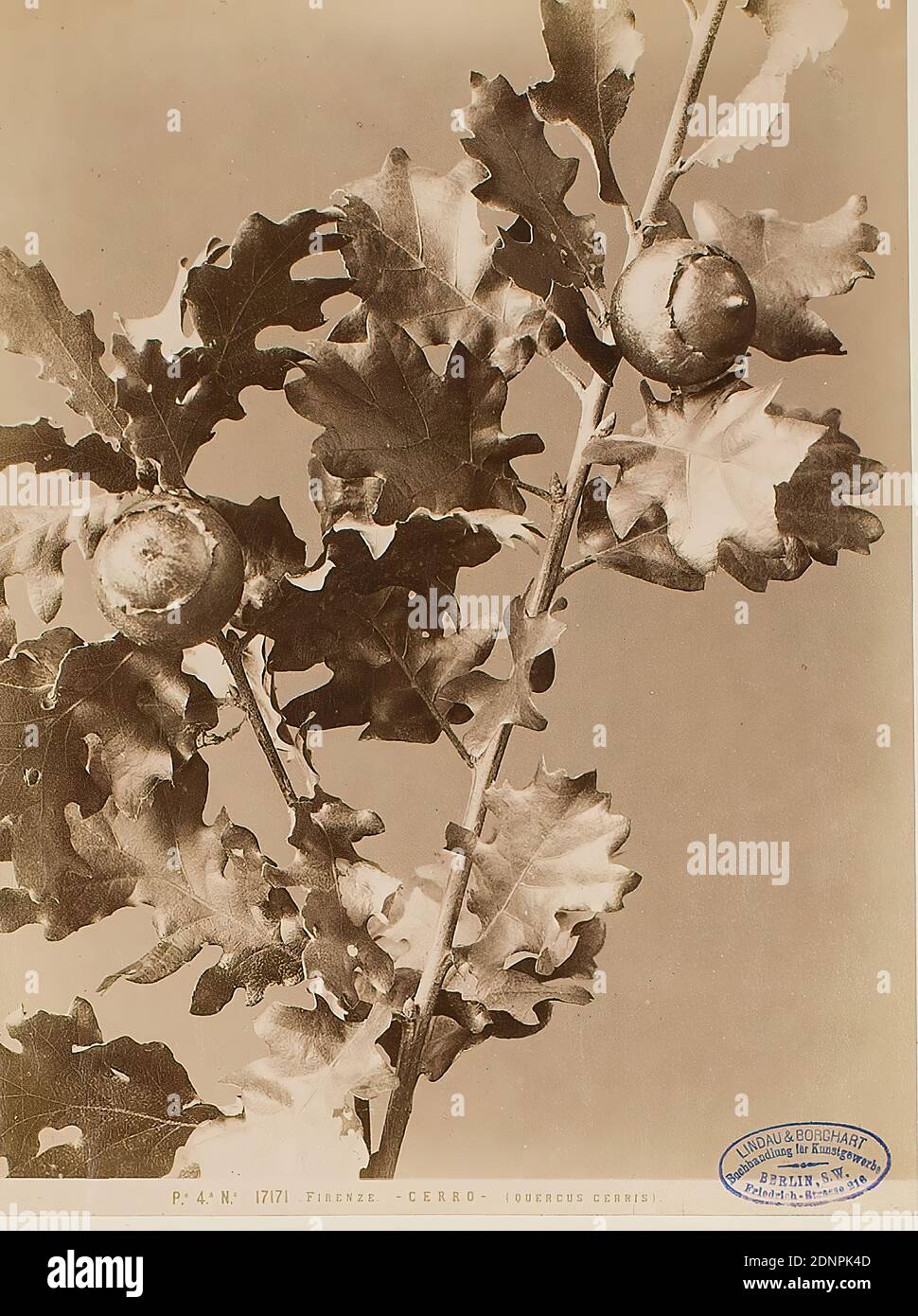 Firenze - Cerro - (quercus cerris), albumin paper, black and white positive process, image size: height: 25.20 cm; width: 19.00 cm, titled: recto u. center: copied in block letters: Firenze - CERRO - (QUERCUS CERRIS), stamp: recto and right: in blue: Lindau & Borchart - Buchhandlung für Kunstgewerbe, Berlin S.W, Friedrich-Strasse 216, stamp: verso and center: photography, nature photography, oak Stock Photo