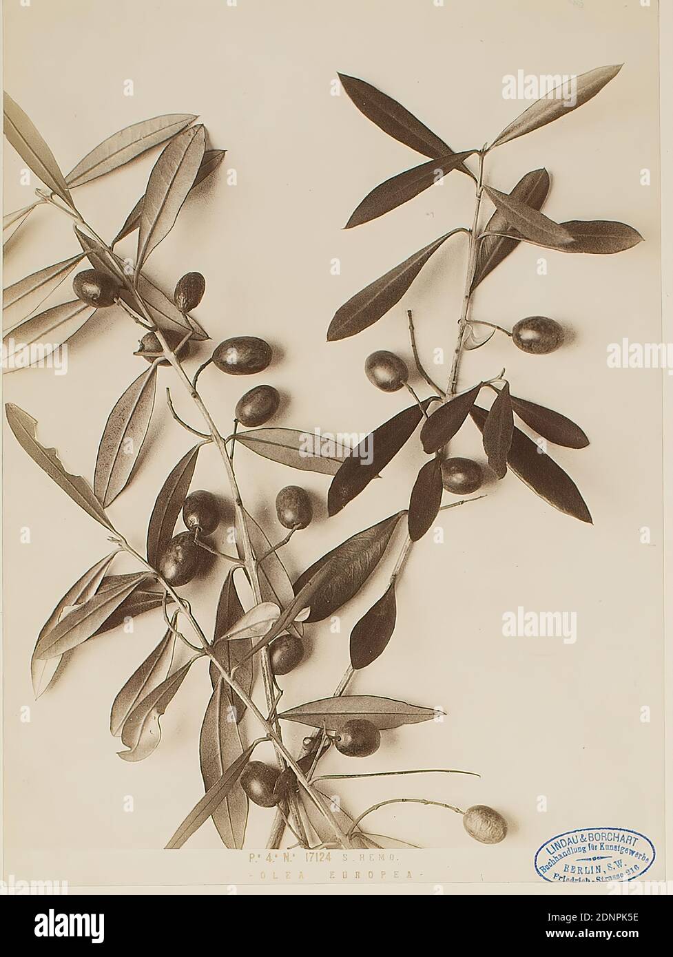 Remo - Olea Europea, albumin paper, black and white positive process, image size: height: 26.00 cm; width: 19.20 cm, REMO - OLEA EUROPEA -. Recto and right on the picture Stempel Lindau & Borchart - Buchhandlung für Kunstgewerbe, Berlin S.W, Friedrich-Strasse 216, photography, trees, bushes Stock Photo