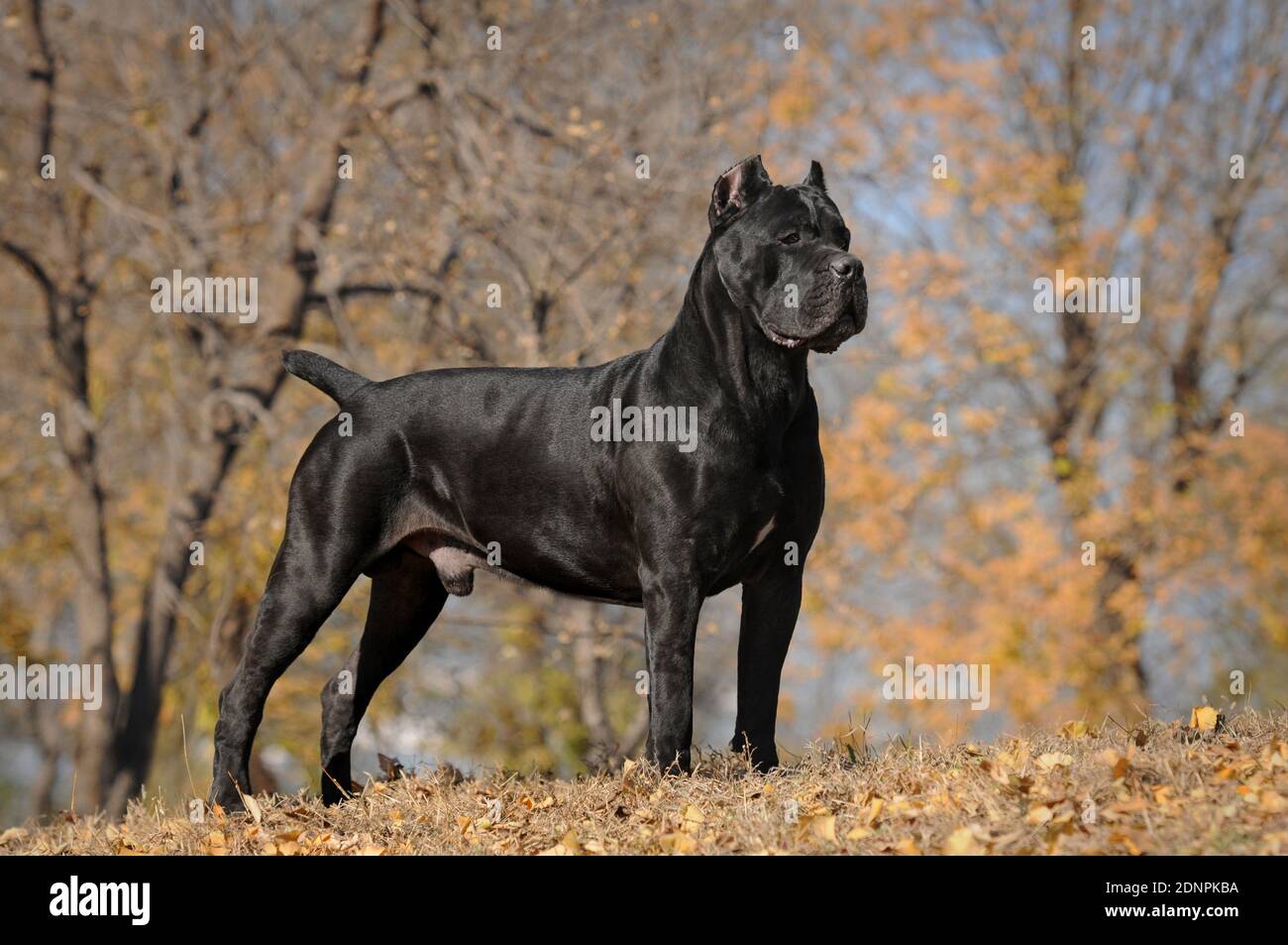 Cane Corso, a Dog Breed from Italie, Mother and Puppies on Grass Stock  Photo - Alamy