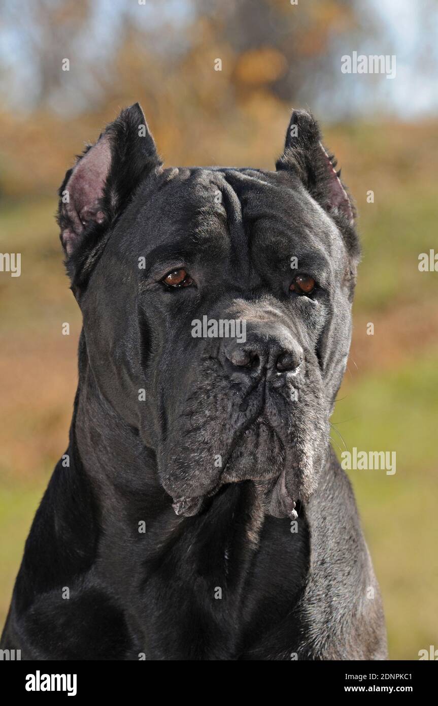 Cane Corso Italiano Stock Photo - Alamy