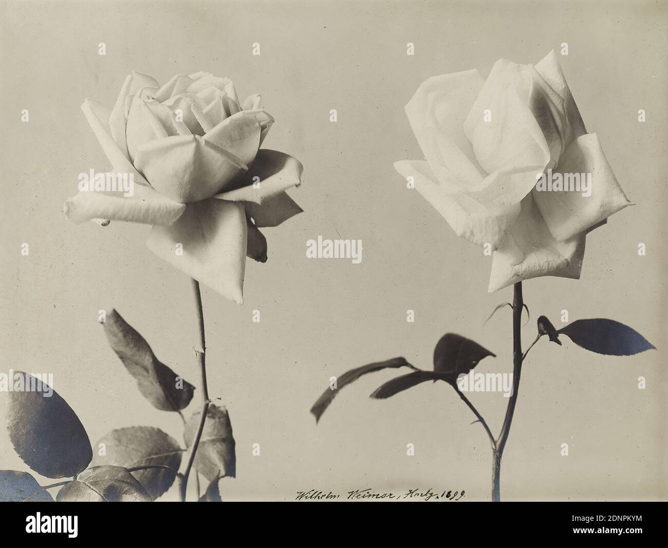 Wilhelm Weimar, Two Rose Blossoms, silver gelatin paper, black and white positive process, image size: height: 17,00 cm; width: 23,00 cm, signed and dated: recto and center: in black ink: Wilhelm Weimar, Hamburg. 1899, photography, nature photography, rose Stock Photo