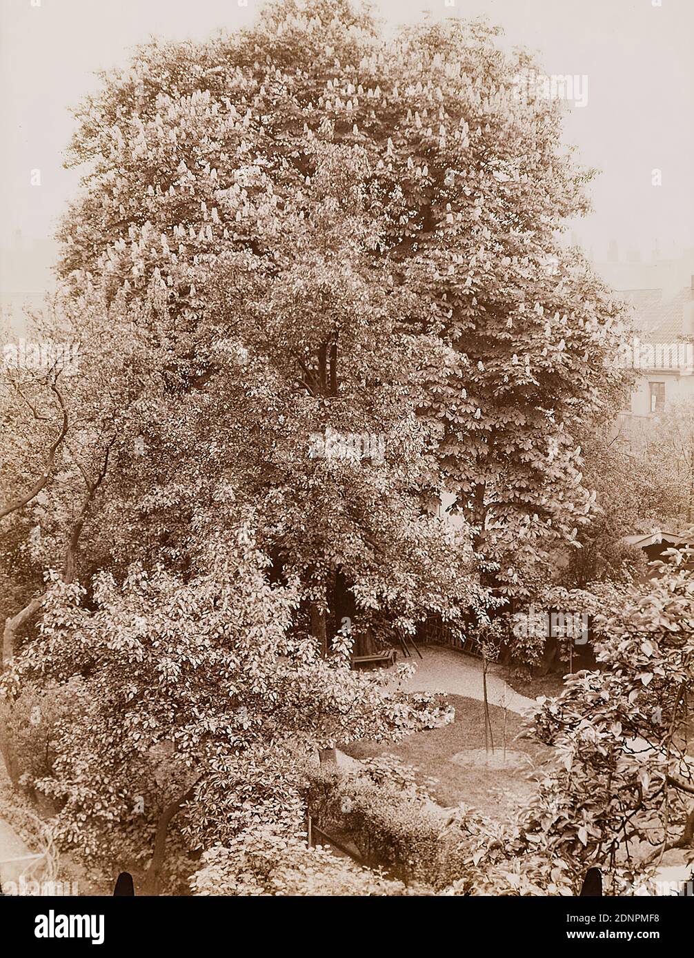 Wilhelm Weimar, chestnut tree in Brockes-Garden at the broom bindery, albumin paper, black and white positive process, image size: height: 17,60 cm; width: 12,50 cm, . Recto in lead: Justus Brinckmann, photography, trees, shrubs, garden, St. George Stock Photo