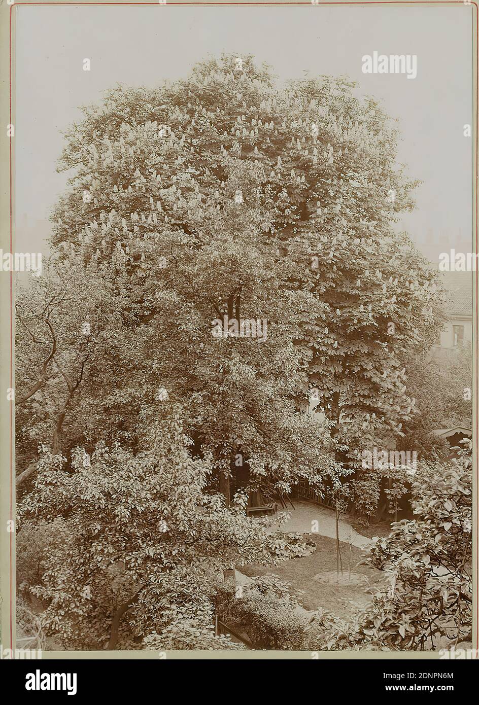 Wilhelm Weimar, chestnut tree in Brockes garden at the broom bindery, albumin paper, black and white positive process, total: height: 18.00 cm; width: 13.00 cm, verso: in lead: Wilhelm Weimar, landscape photography, trees, shrubs, gardens and parks, Hamburg Stock Photo