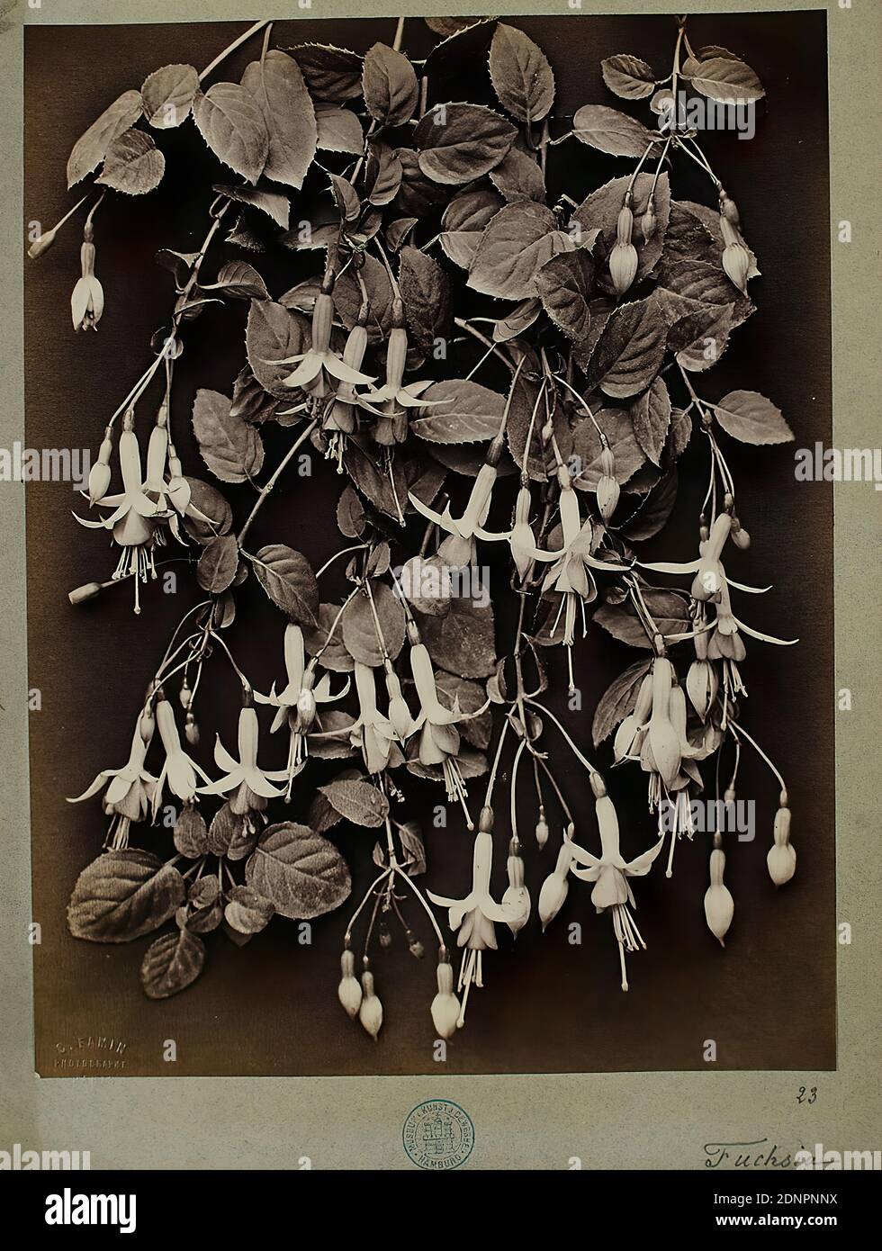 Constant Alexandre Famin, Fuchsia, albumin paper, black and white positive process, image size: height: 30.10 cm; width: 22.90 cm, dry stamp: recto u. li.: C. Famin, Photographe, Paris, inscribed: recto u. re.: in lead: 23, Fuchsia, nature photography, flowers Stock Photo