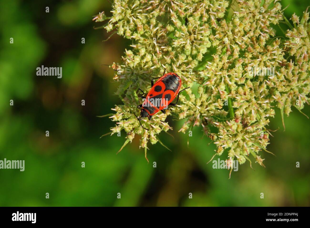 Close-up Of Red Bug Pollinating On Flower Stock Photo