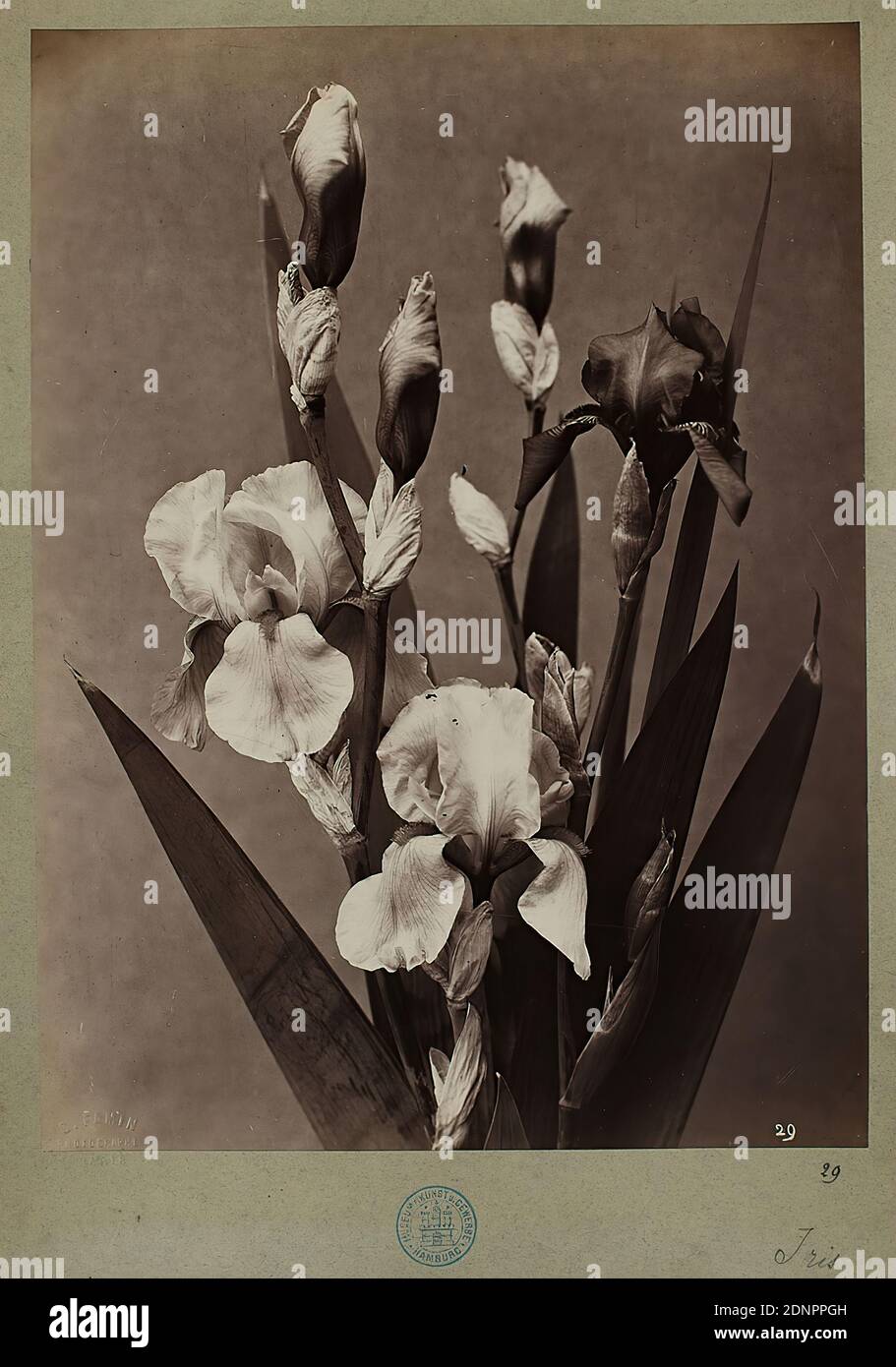 Constant Alexandre Famin, iris, albumin paper, black and white positive process, image size: height: 28,60 cm; width: 21,10 cm, dry stamp: recto u. li.: C. Famin, Photographe, Paris, inscribed, in lead: 29, iris, nature photography, lily Stock Photo