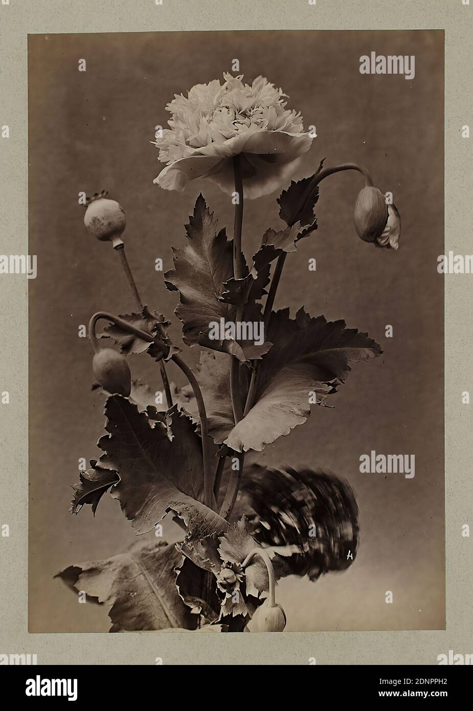 Constant Alexandre Famin, poppy flower, albumin paper, black and white positive process, image size: height: 27,60 cm; width: 19,00 cm, photography, nature photography, poppy flower, flower and fruit still life Stock Photo