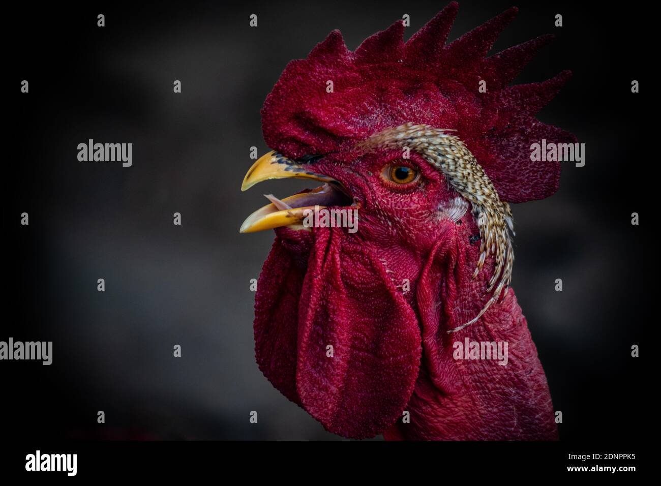 Rooster With Open Mouth High Resolution Stock Photography and 