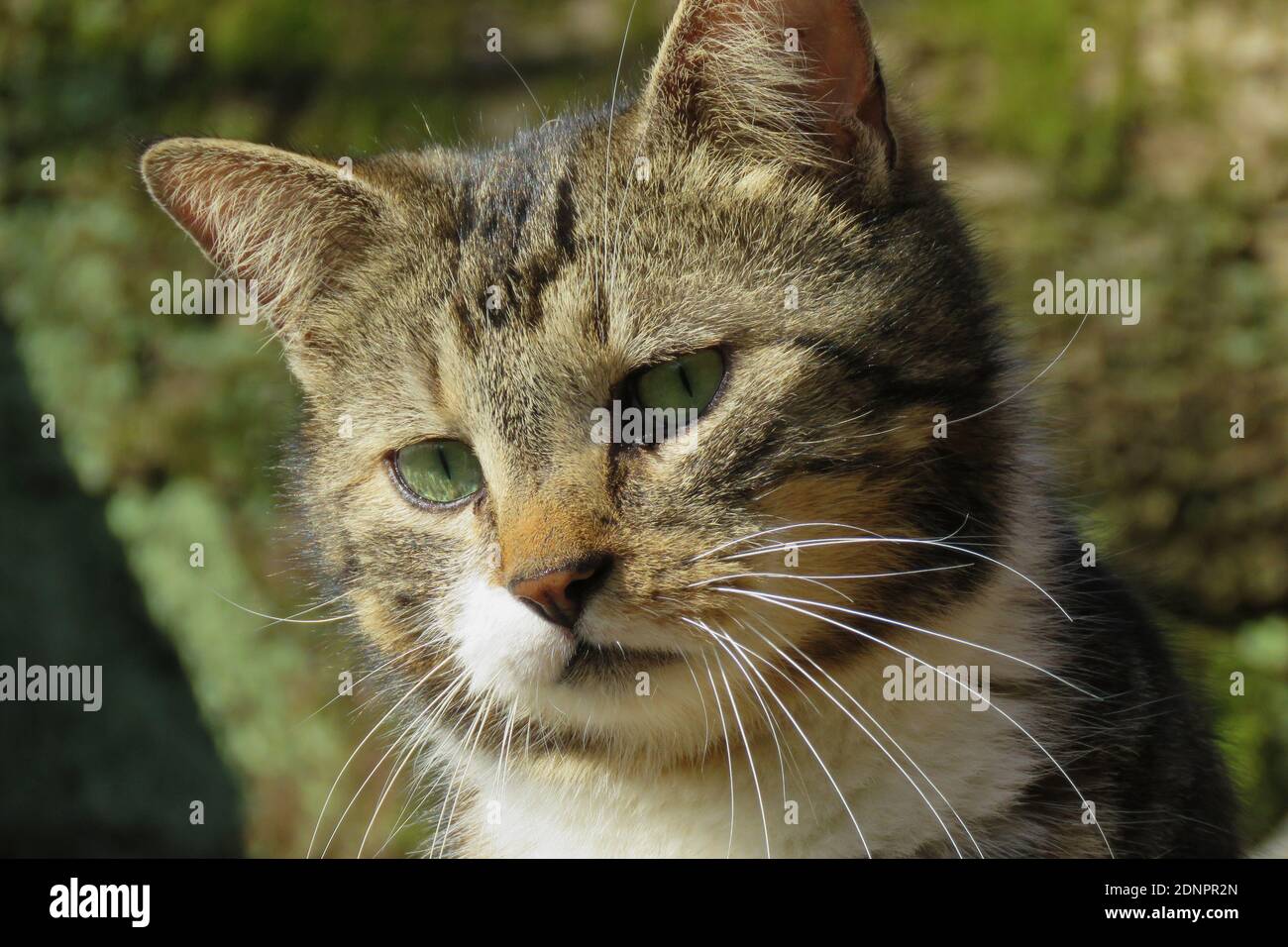 Close-up Portrait Of A Cat Stock Photo