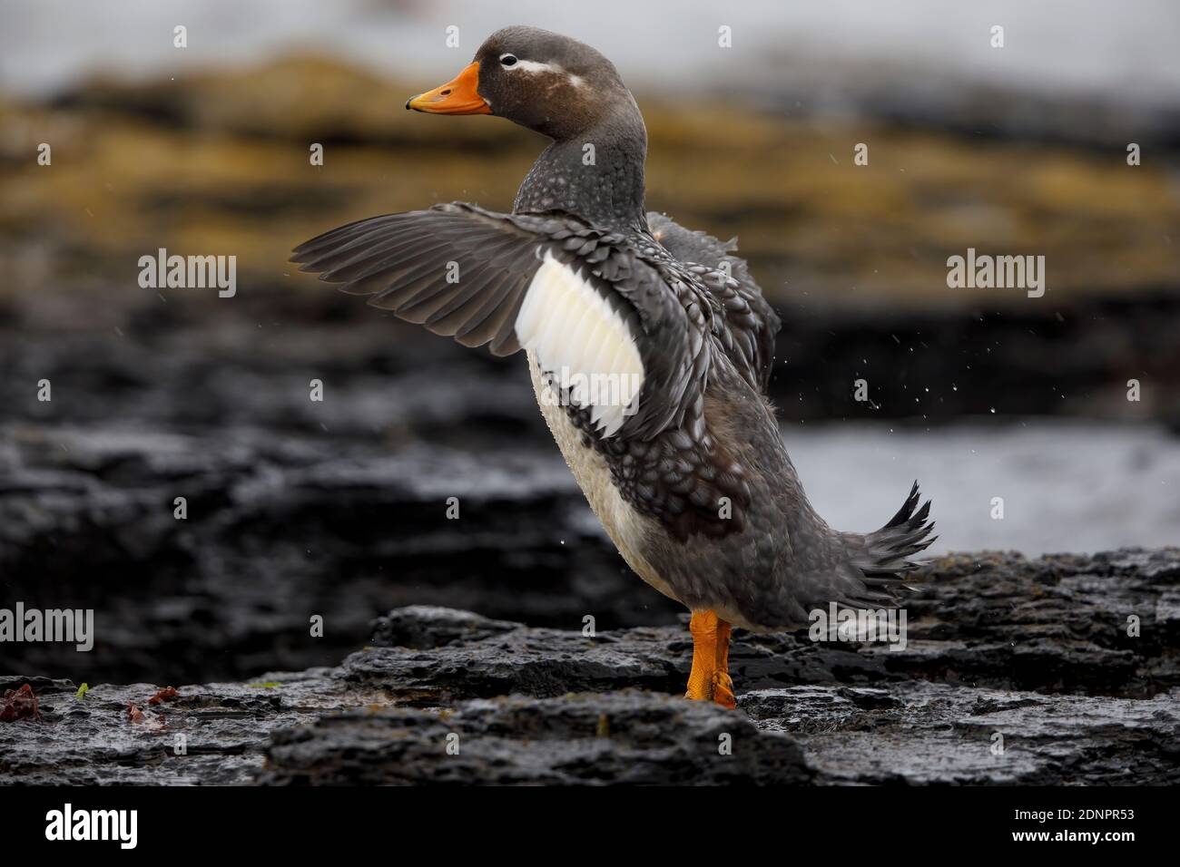 Falkland flightless steamer duck, Bleaker island, falkland, Janaury 2018 Stock Photo