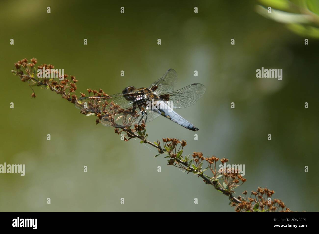 Dragonfly On Plant Stock Photo