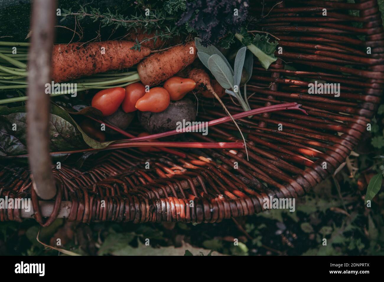 Vegetables and herbs in basket Stock Photo