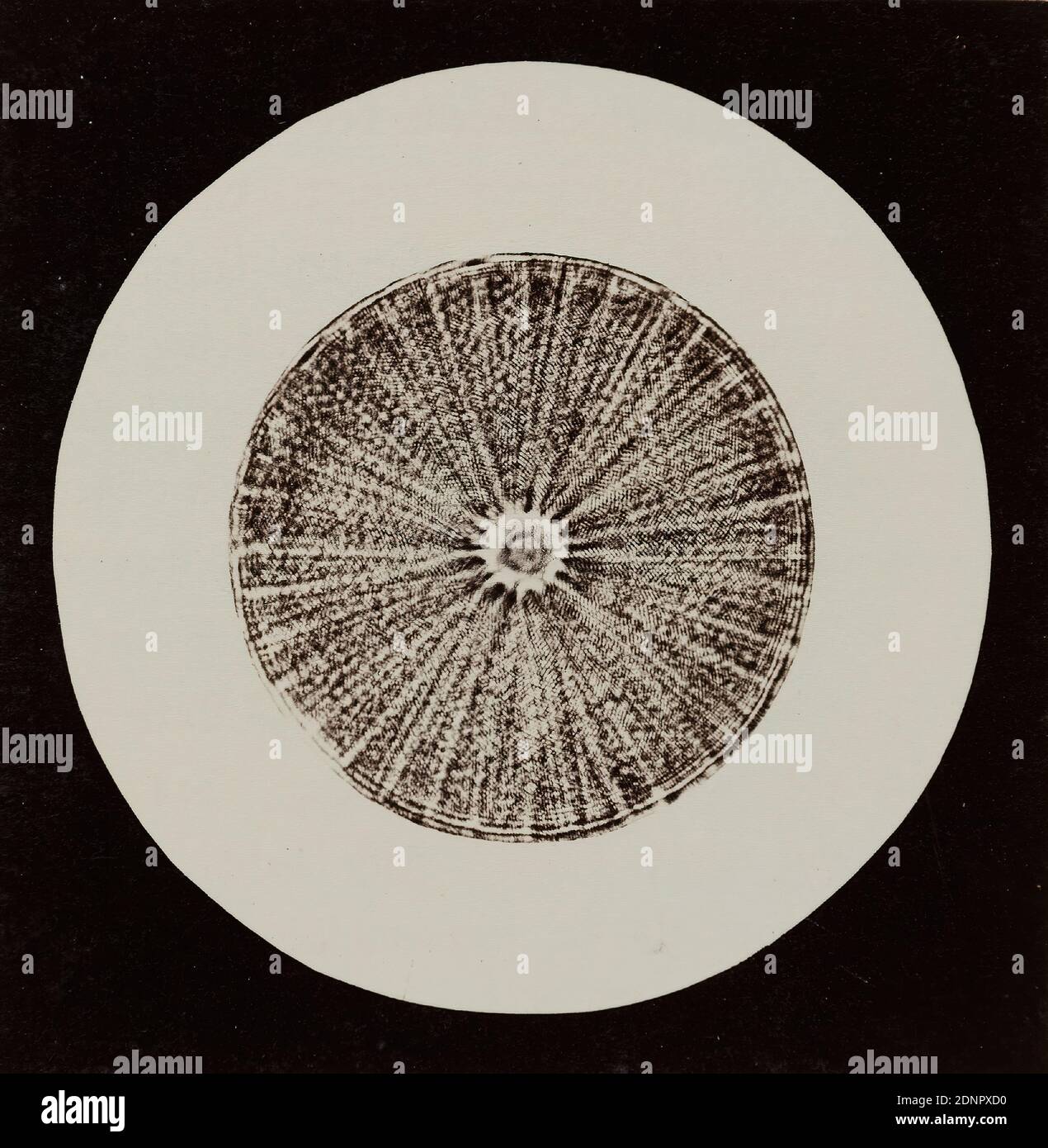 Julius Stinde, ray disc (Actinocyclus), albumin paper, black and white positive process, image size: height: 8.30 cm; width: 8.20 cm, inscribed: recto u. Mitte on the cardboard: type print: STRAHLENSCHEIBE, (ACTINOCYCLUS. ), Biologie, Die Aufnahme was taken for Stinde between 1868 and 1870 in several partial deliveries of the book Blicke durch das Mikroskop (Views through the Microscope), which was produced by the publishing house J. F. Richter Stock Photo