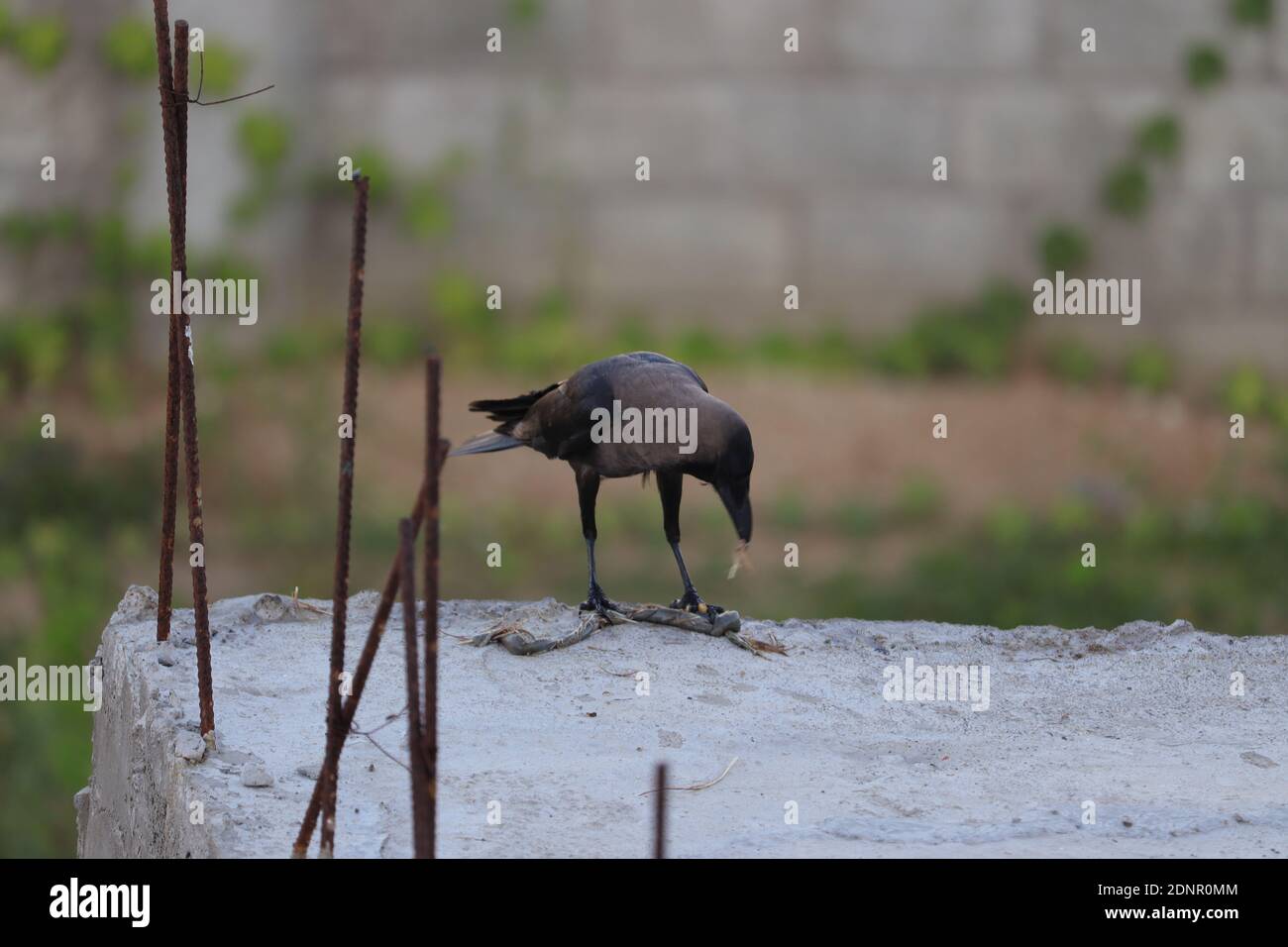 The House Crow Or The Indian Grey-necked Stock Photo - Alamy