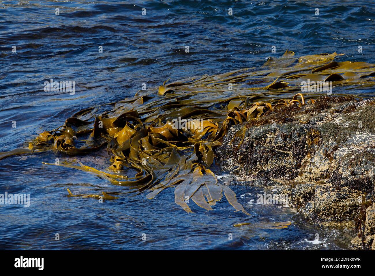 Giant kelp, Bleaker island, falkland, January 2018 Stock Photo
