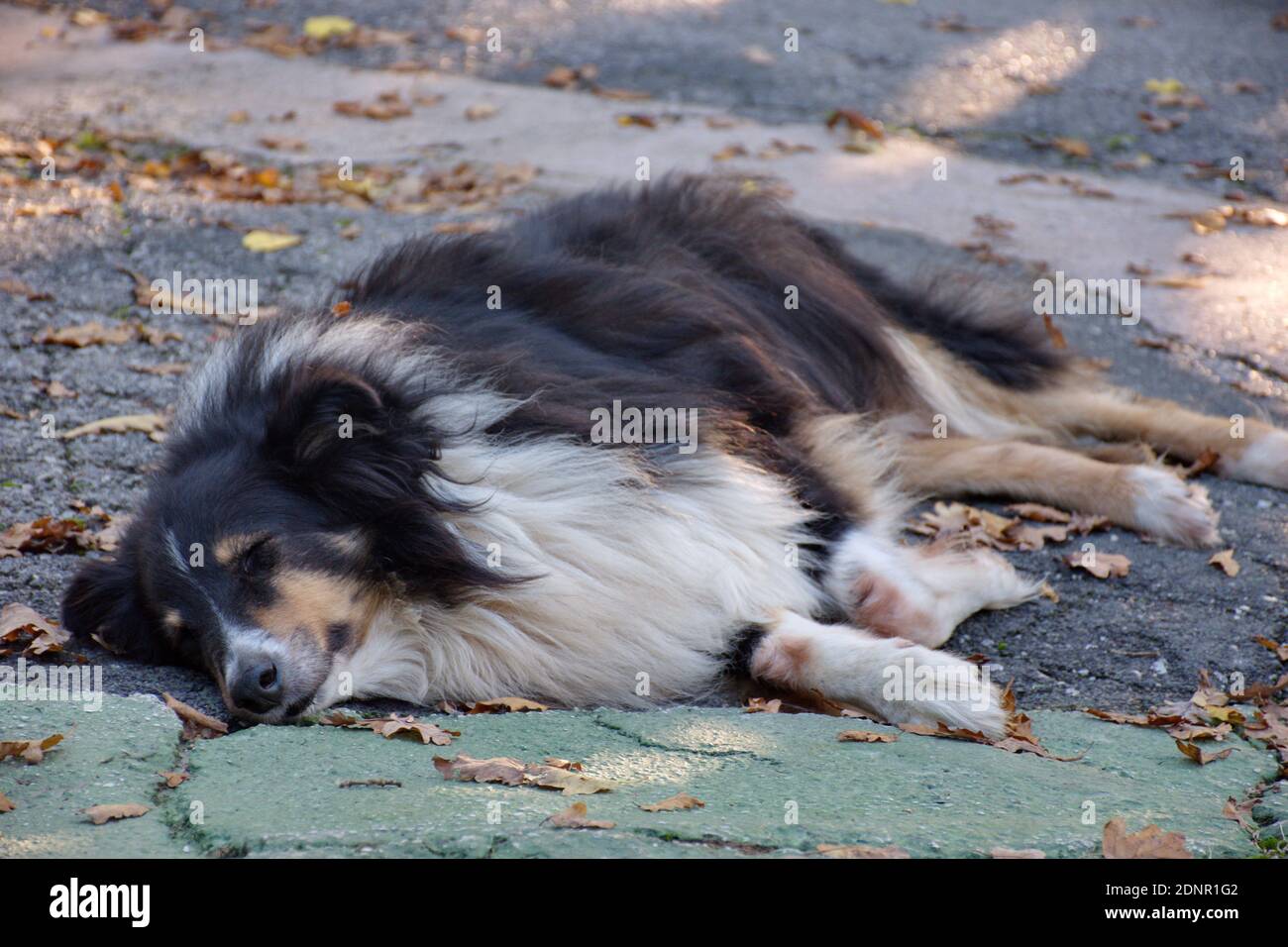Dog Sleeping On Ground Stock Photo Alamy