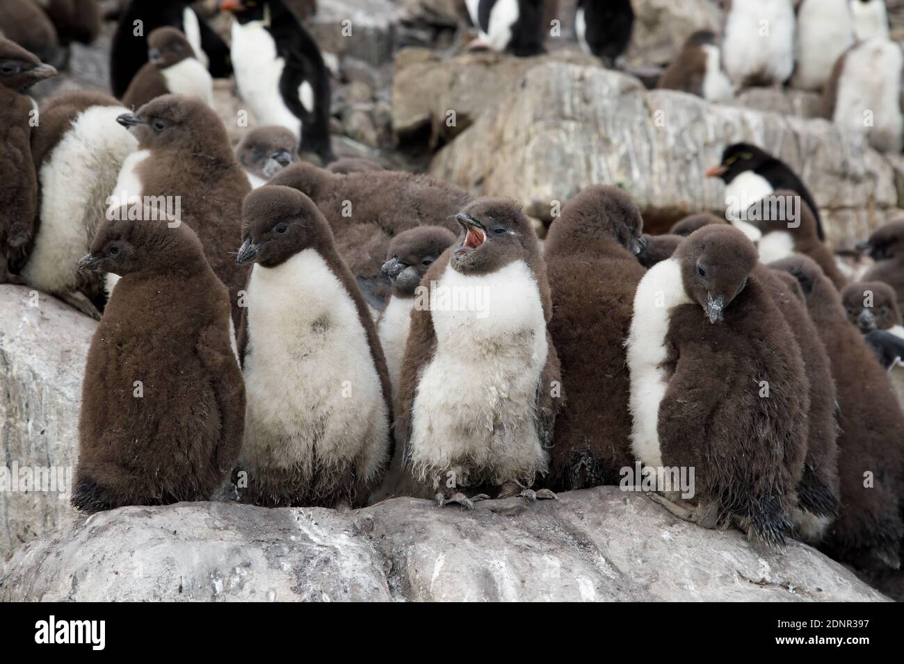 Rockhopper Penguin Chicks Stock Photo Alamy