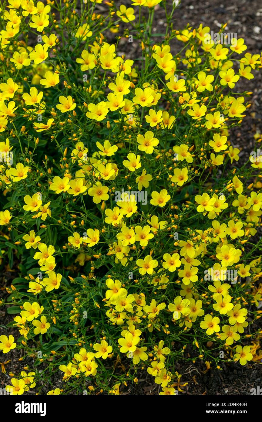 Linum flavum a  spring summer flowering semi evergreen plant with a yellow springtime flower commonly known as golden flax, stock photo image Stock Photo