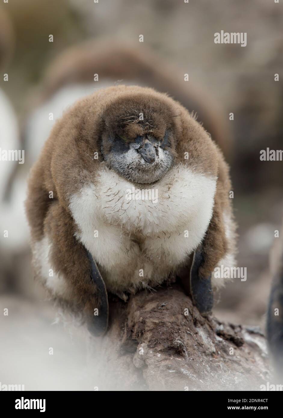 Rockhopper Penguin Chick Kidney Cove East Falkland January 2018 rockhopper-penguin-chick-kidney-cove-east-falkland-january-2018