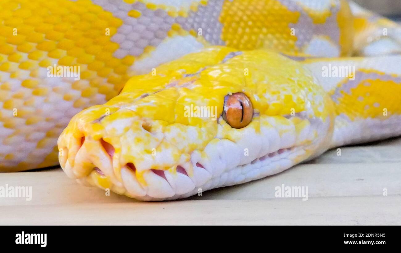 Page 2 Burmese Python Close Up High Resolution Stock Photography And Images Alamy