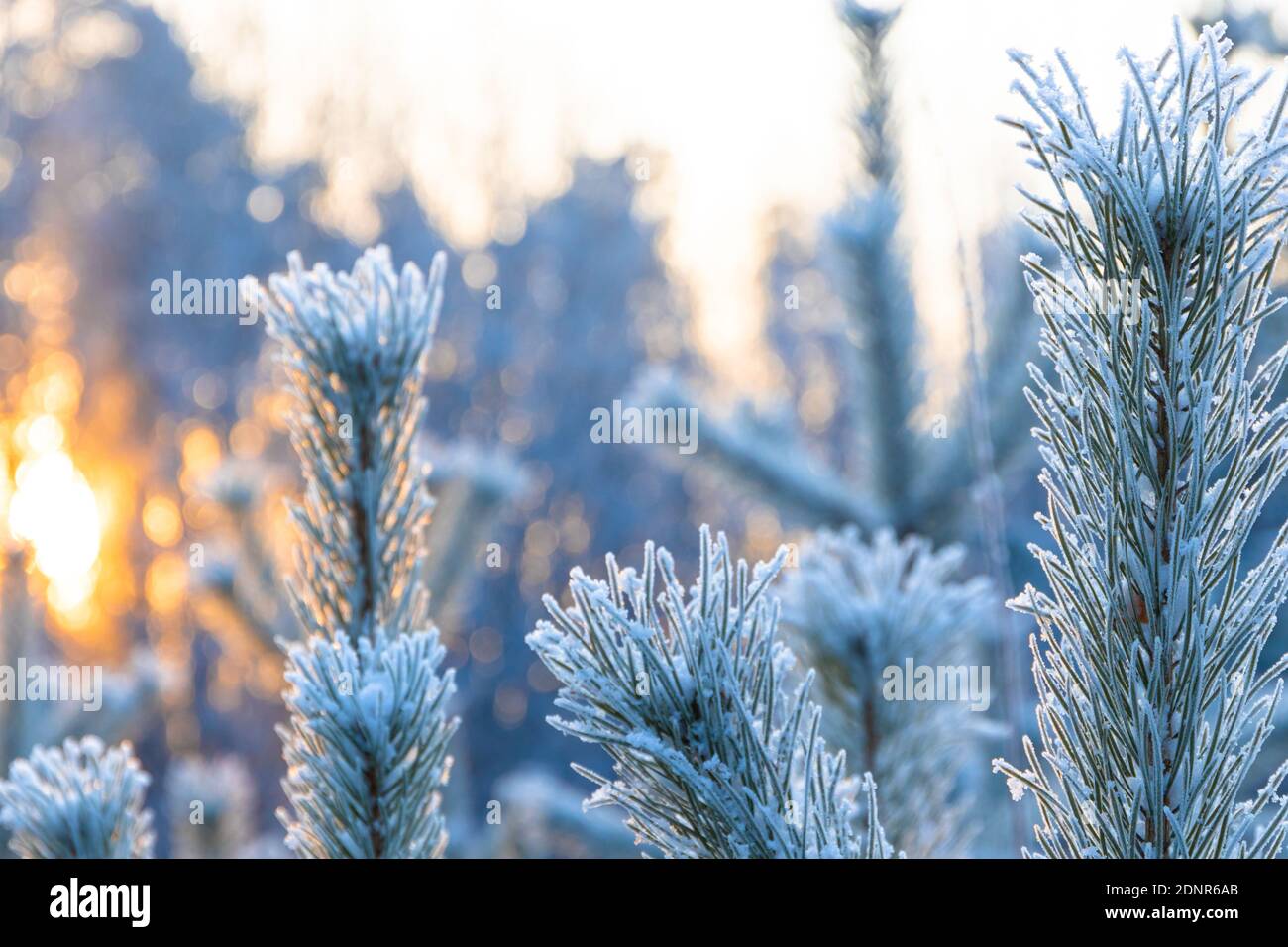 branches of a Christmas tree covered with fluffy snow in a cold winter forest against the backdrop of the setting sun. middle ural. Russia Stock Photo