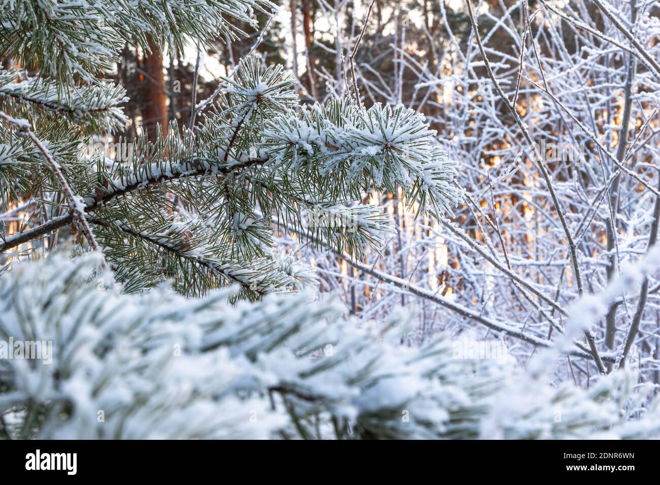 branches of a Christmas tree covered with fluffy snow in a cold winter forest against the backdrop of the setting sun. middle ural. Russia Stock Photo
