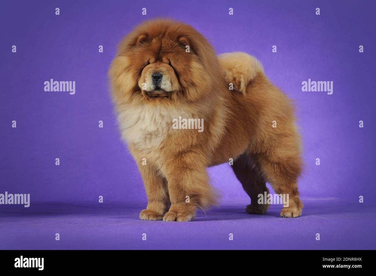 China hot sale chow chow