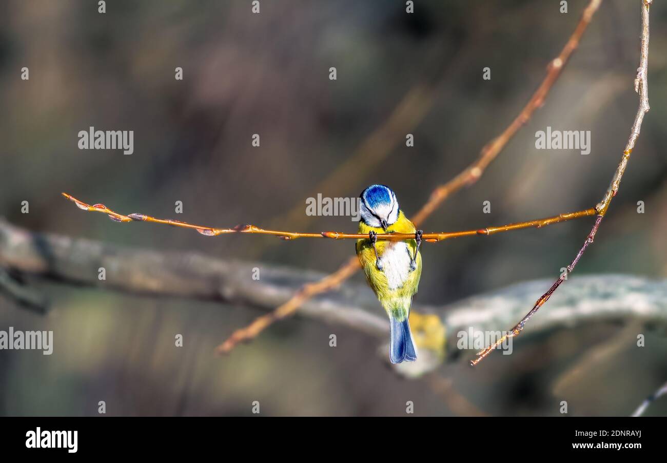 Close-up Of Bird Hanging From Twig Stock Photo