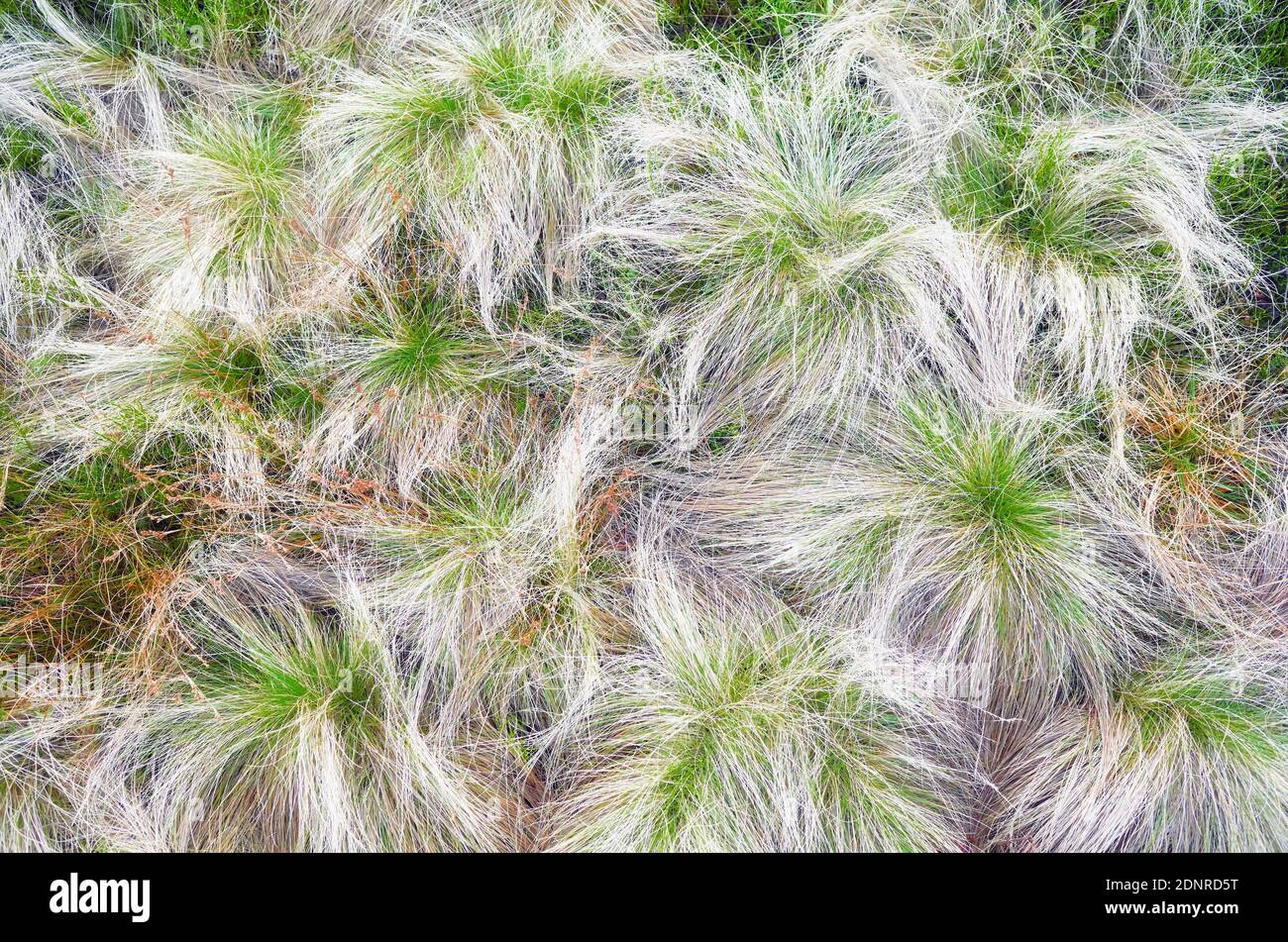 Grass seen from above, abstract natural background. Stock Photo