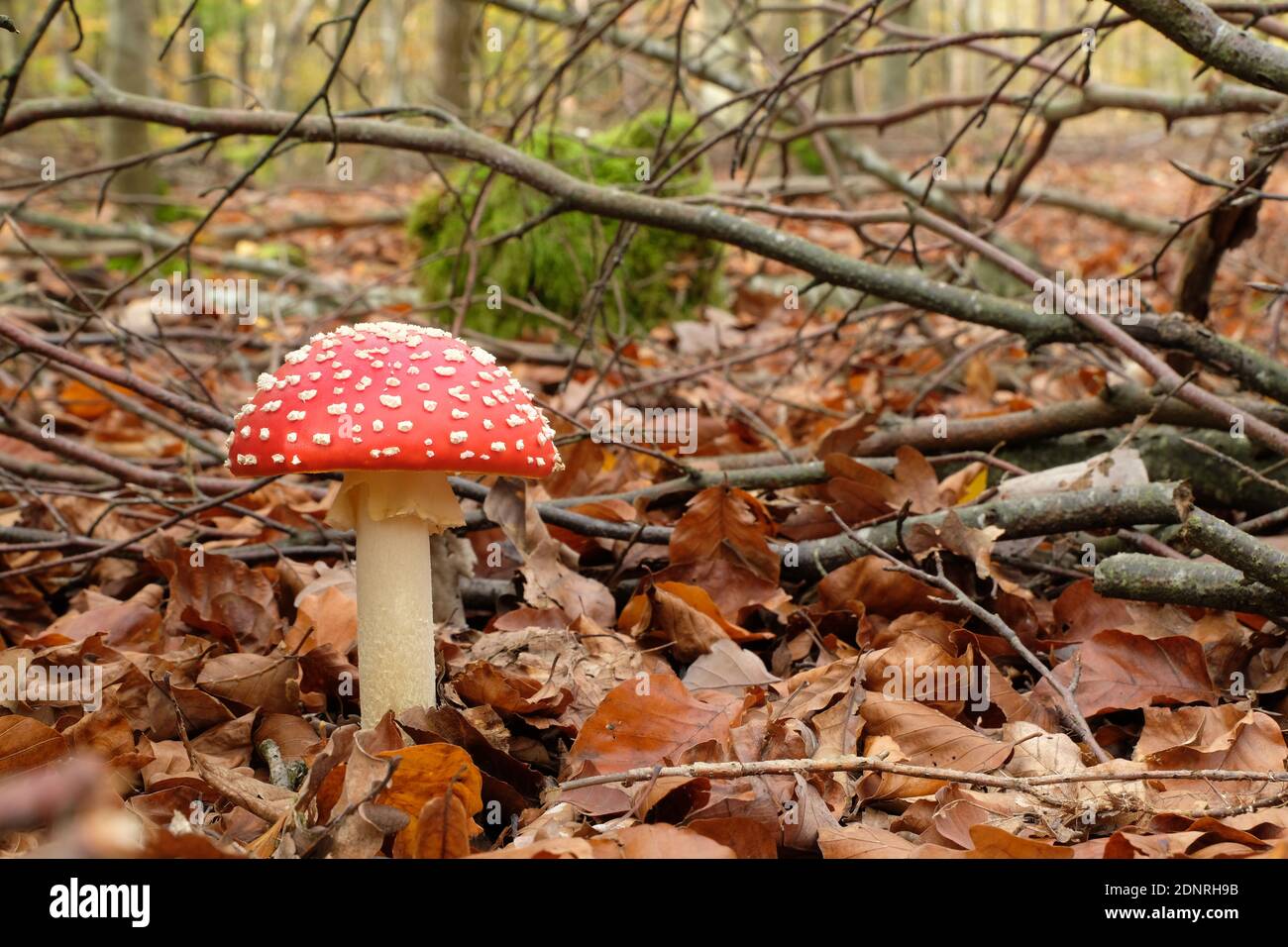 Fly Agaric Mushroom, Amanita Muscaria With Red Cap, White Spots, And White Gills. Stock Photo