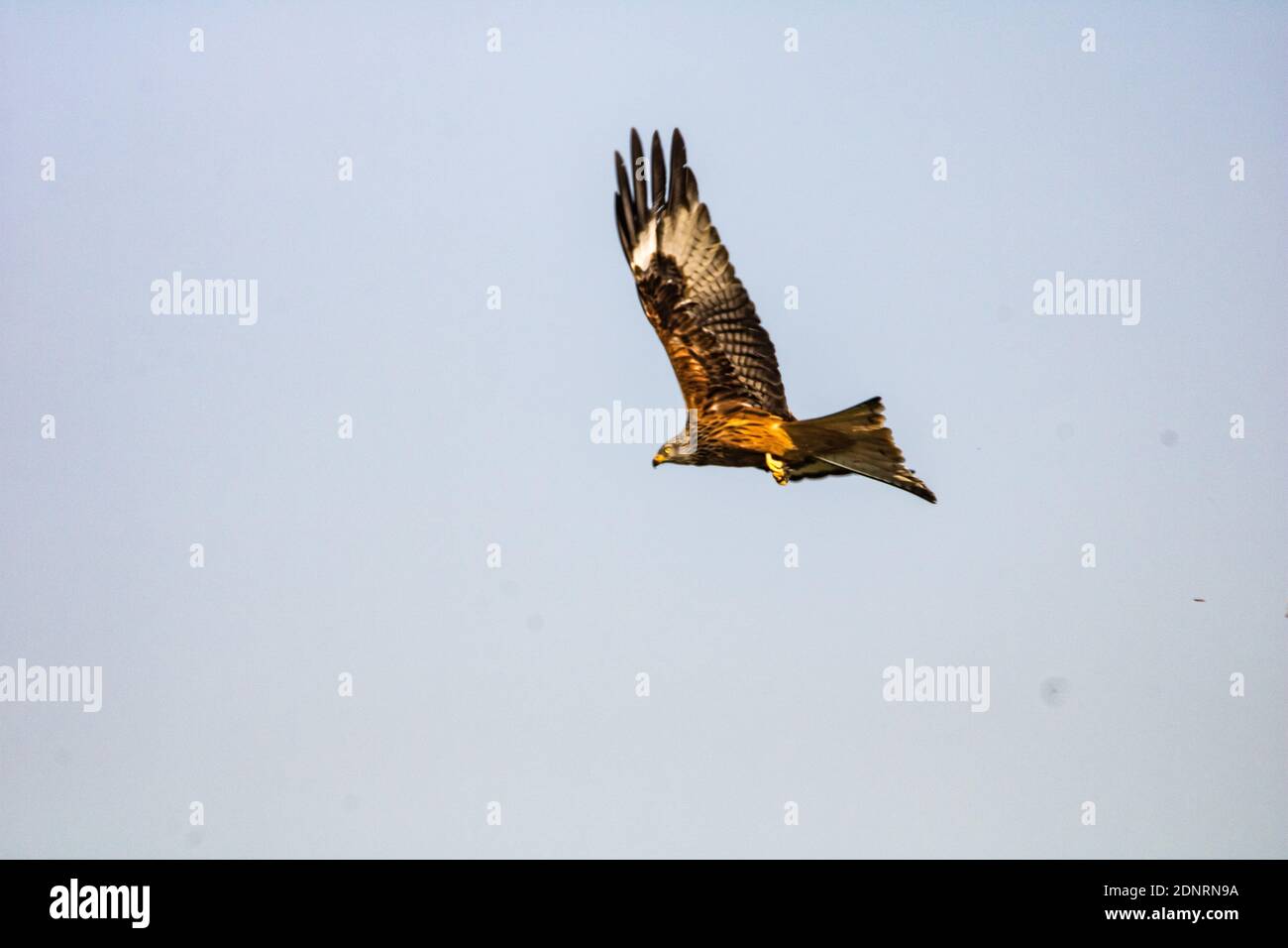 Low Angle View Of Eagle Flying In Sky Stock Photo