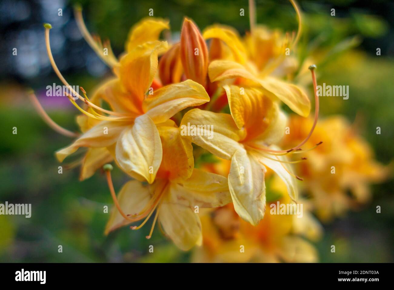 Bush with yellow-orange flowers. Rhododendron calendulaceum Torr. Stock Photo